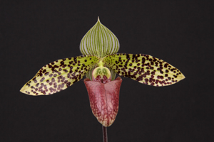 Paph. sukhakulii Gan Kiang Nio